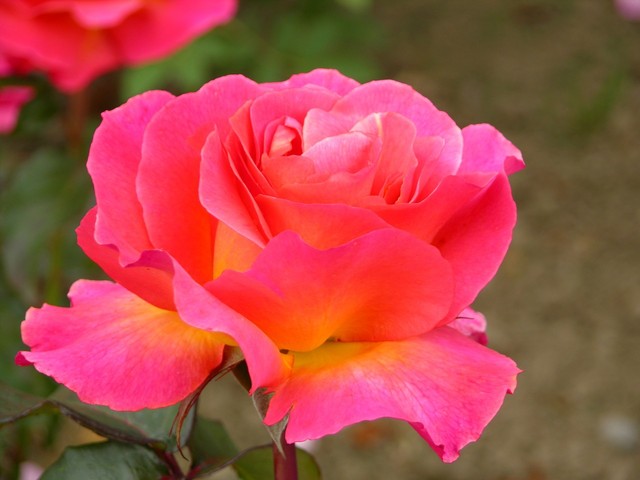 rose-garden-in-tralee-2-1390577-640x480